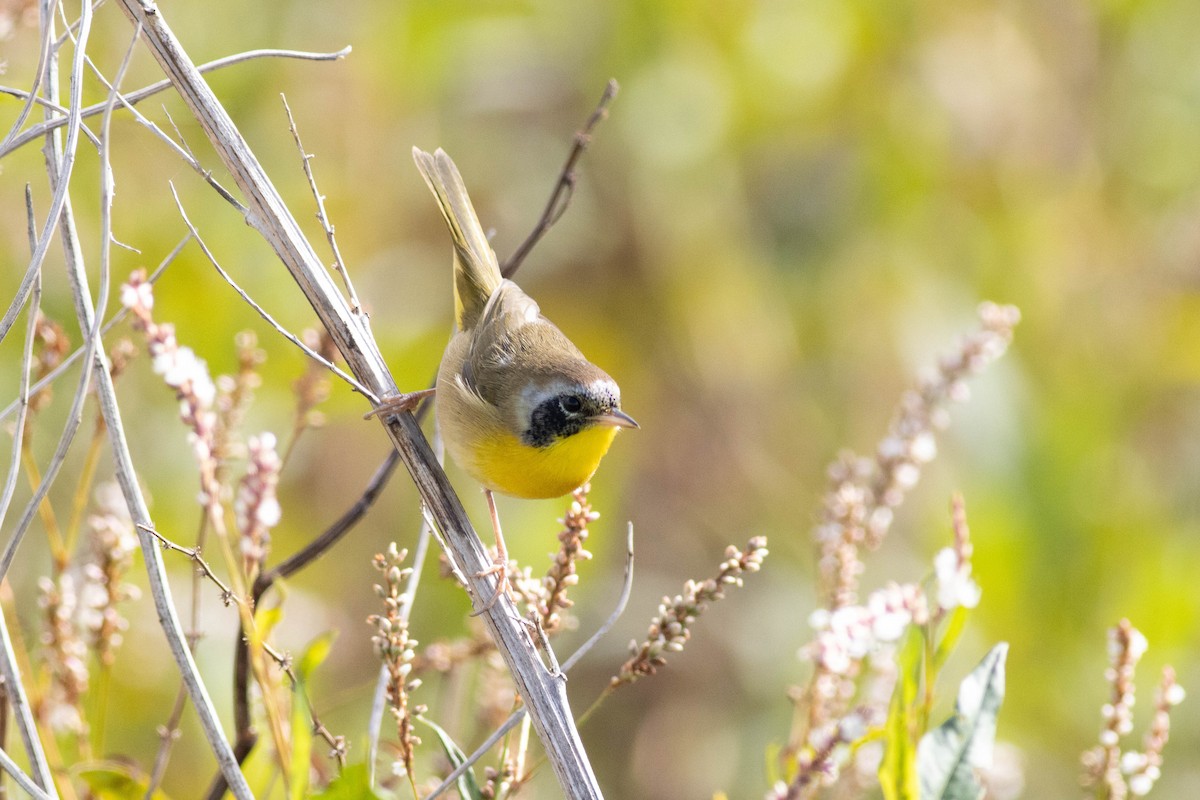 Common Yellowthroat - ML645902583