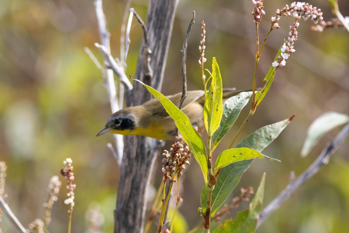 Common Yellowthroat - ML645902584