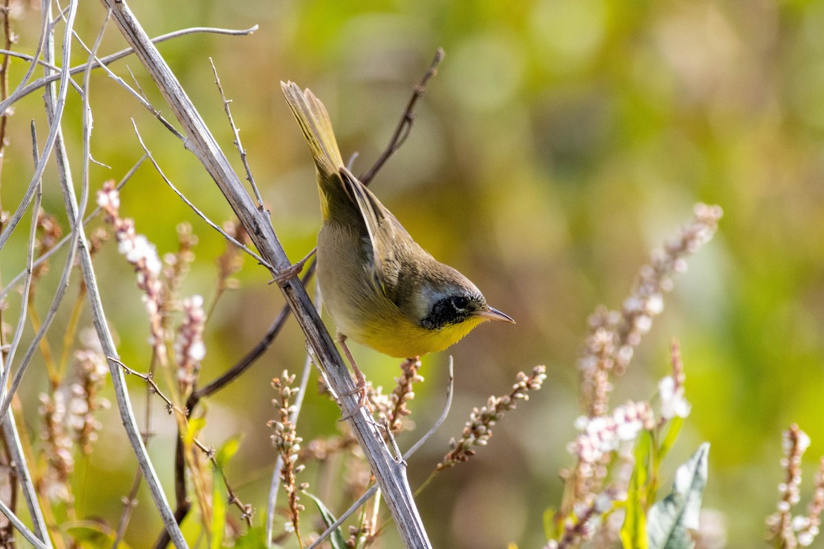 Common Yellowthroat - ML645902586