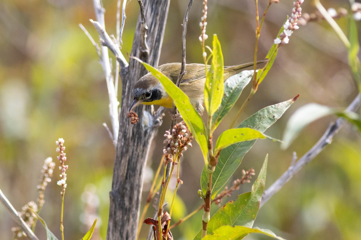 Common Yellowthroat - ML645902587