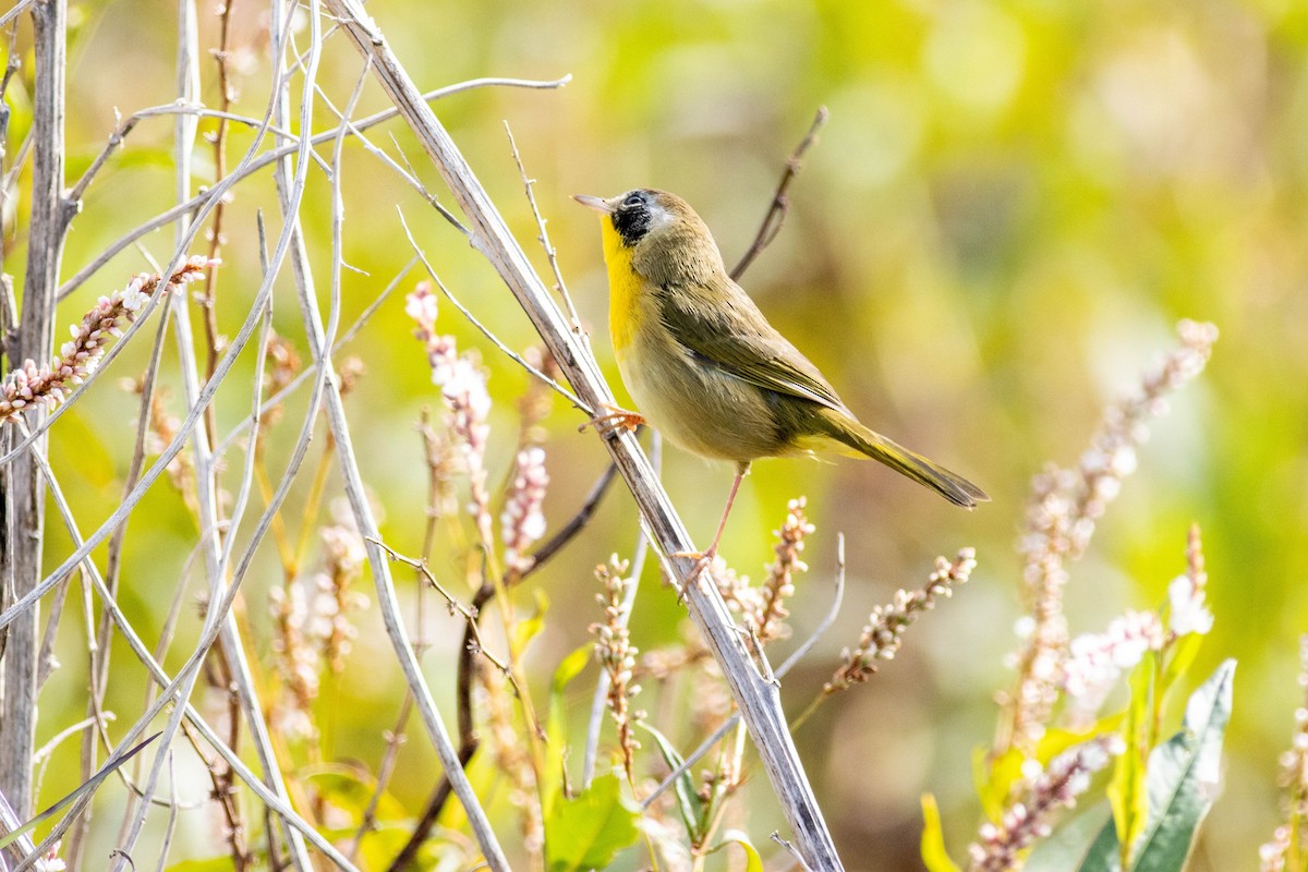 Common Yellowthroat - ML645902588