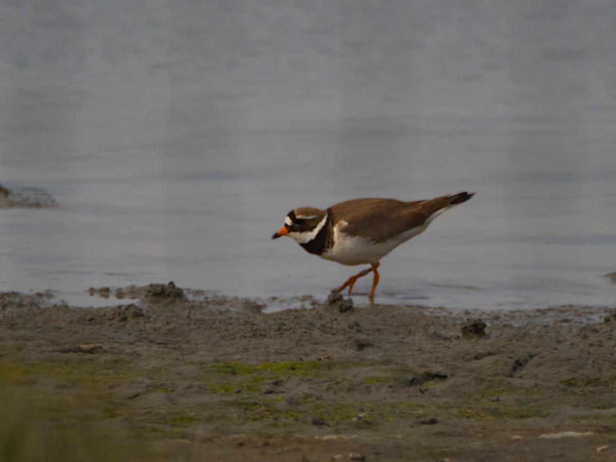 Common Ringed Plover - ML645902592