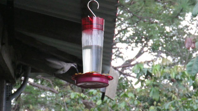 Cinnamon Hummingbird - ML645902595