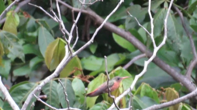 Cinnamon Hummingbird - ML645902598