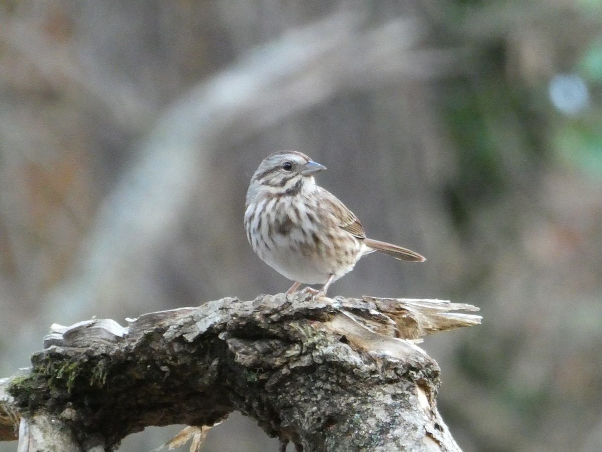 Song Sparrow - ML645902599