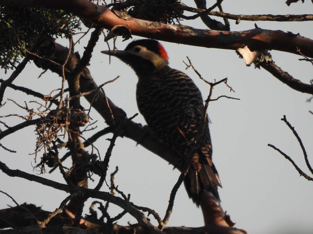 Черноусый дятел - ML645902600