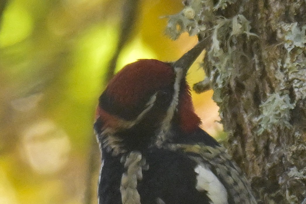 Red-naped Sapsucker - ML645902601