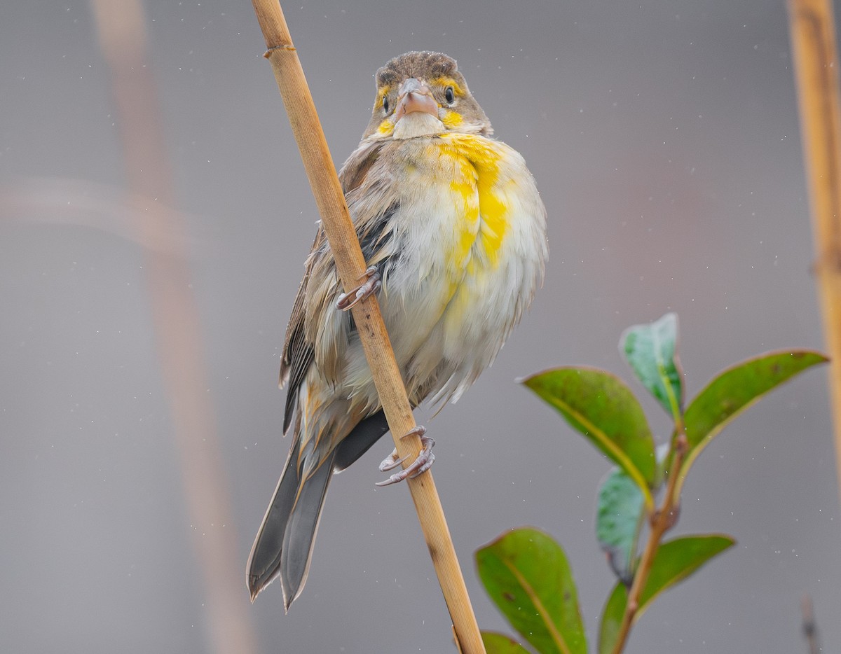 Dickcissel - ML645902603
