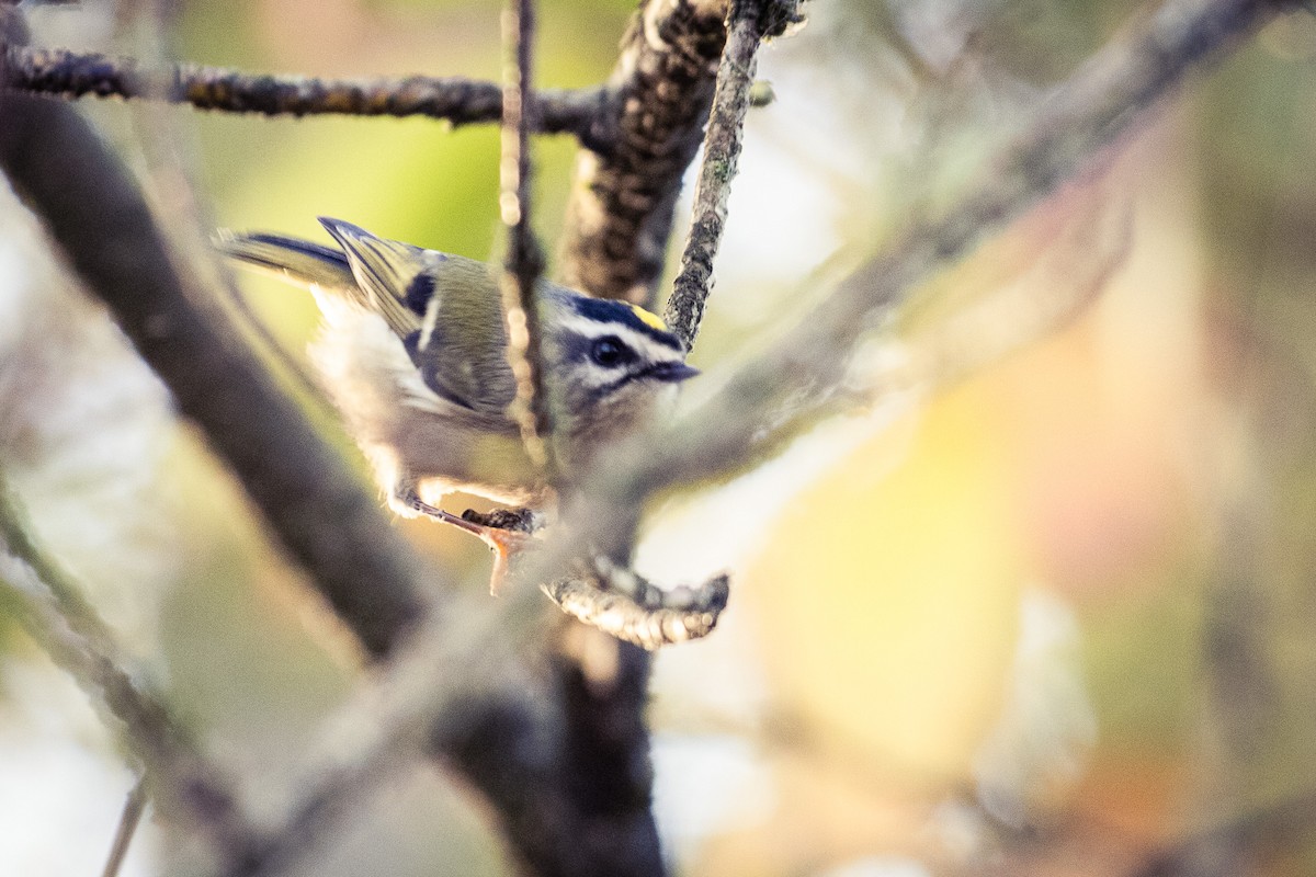 Golden-crowned Kinglet - ML645902605