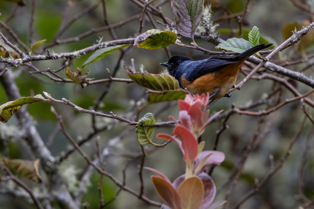Blue-backed Conebill - ML645902607