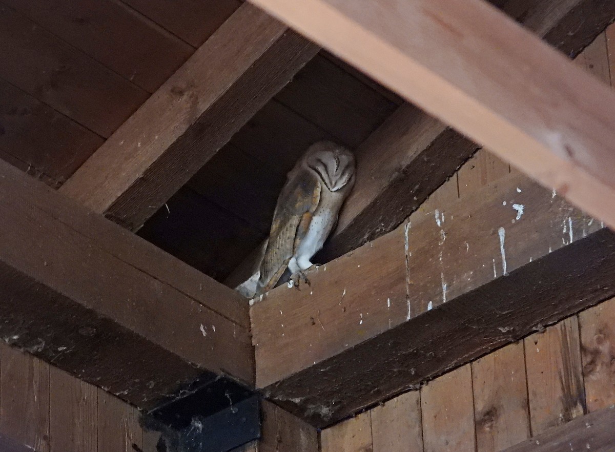 Western Barn Owl - ML645902613