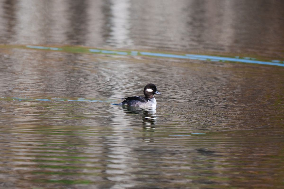 Bufflehead - ML645902614