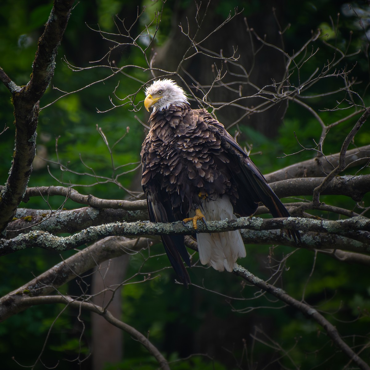 Bald Eagle - ML645902619
