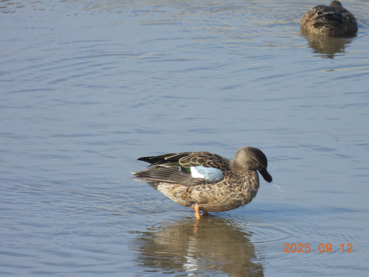 Blue-winged Teal - ML645902630