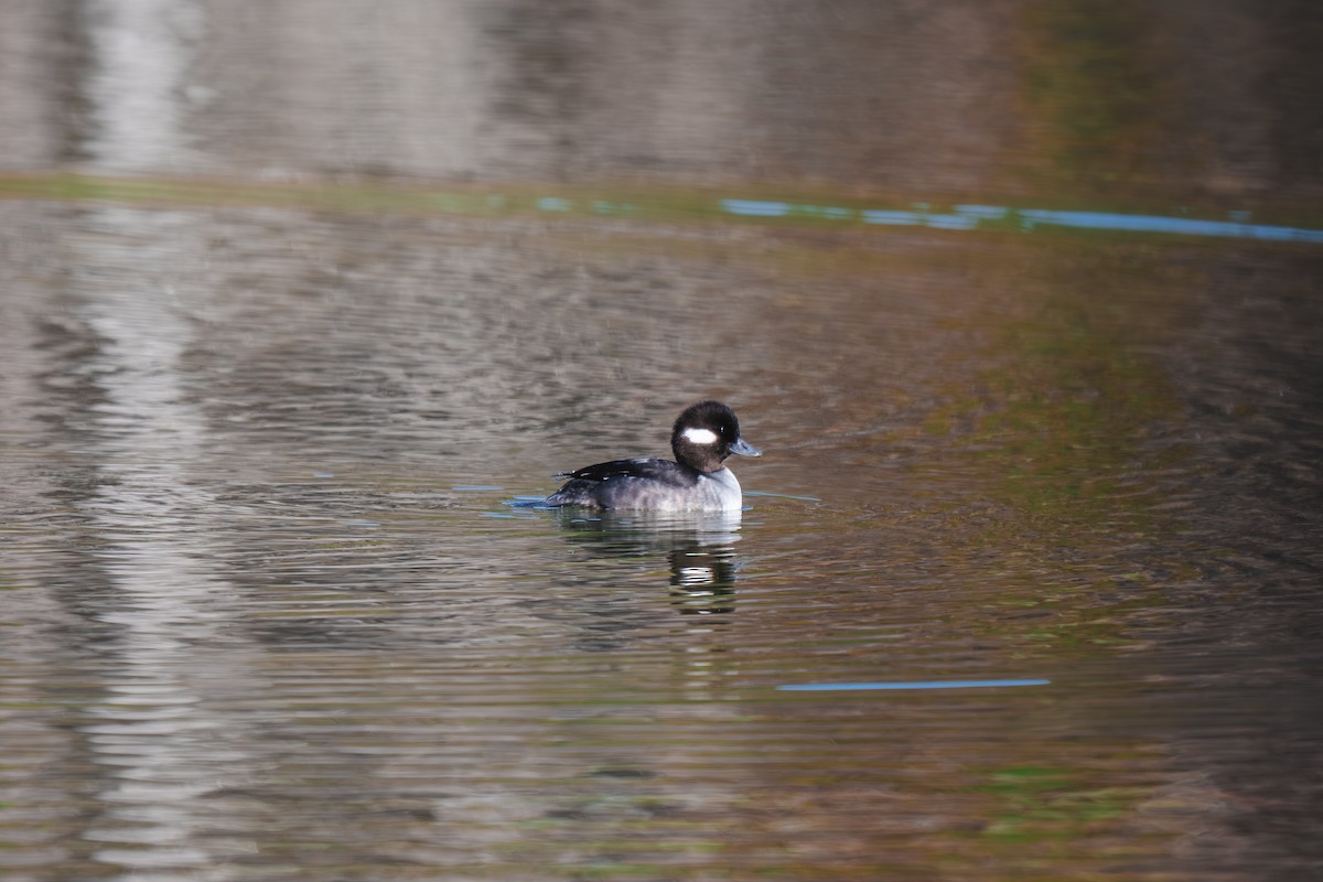 Bufflehead - ML645902632