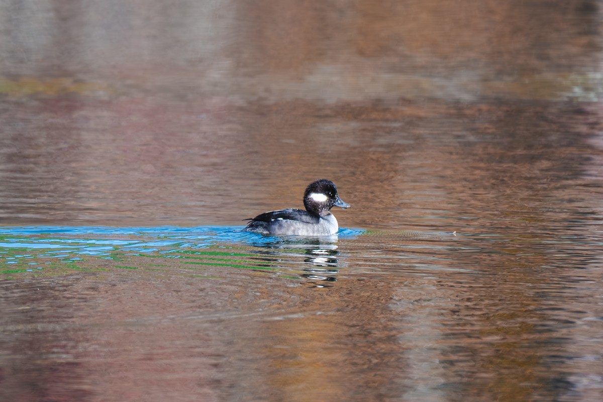 Bufflehead - ML645902641