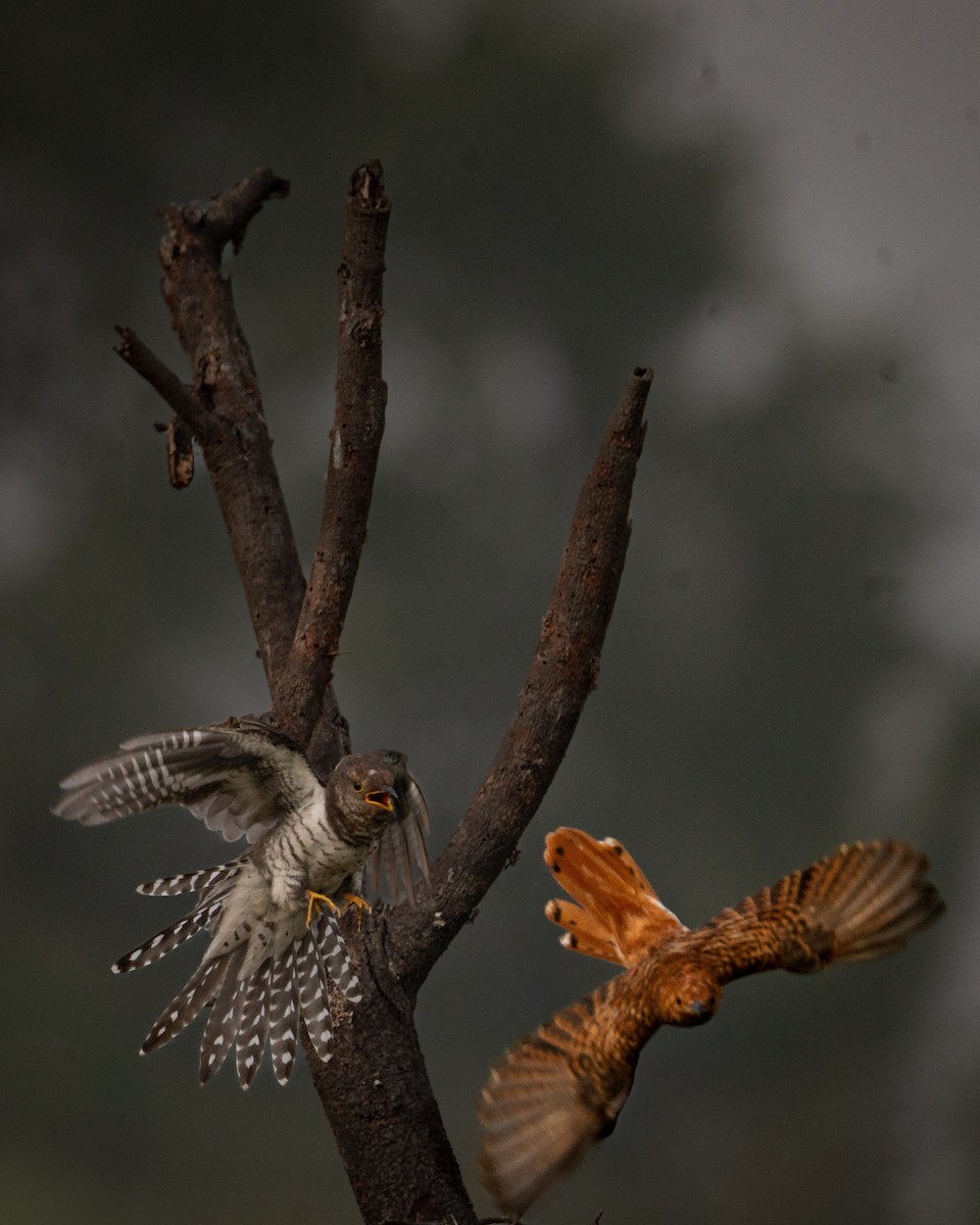 Lesser Cuckoo - ML645902647