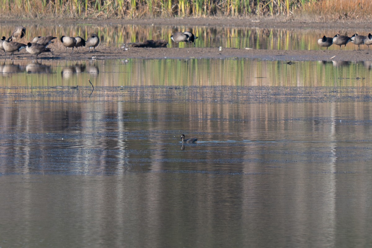 Серая утка - ML645902653