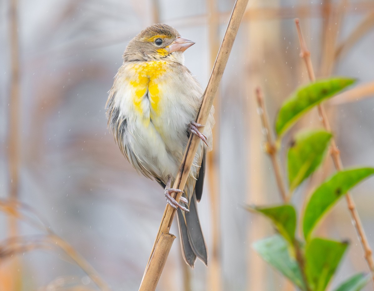 Dickcissel - ML645902654