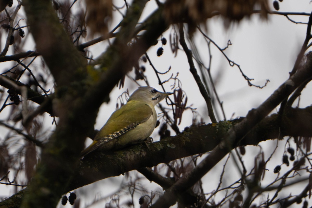 Жовна сива - ML645902668