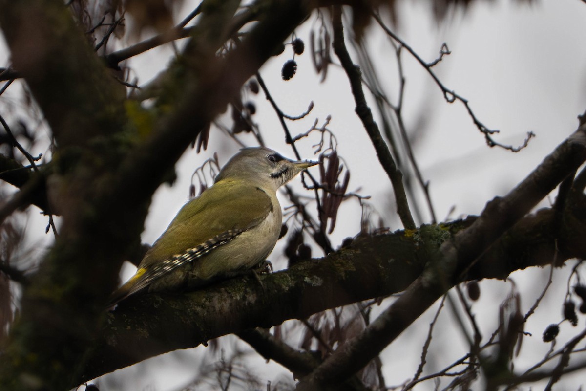 Жовна сива - ML645902669