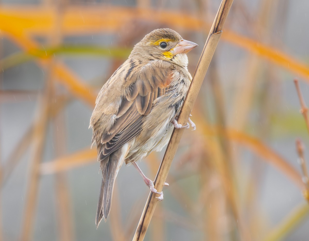 Dickcissel - ML645902670