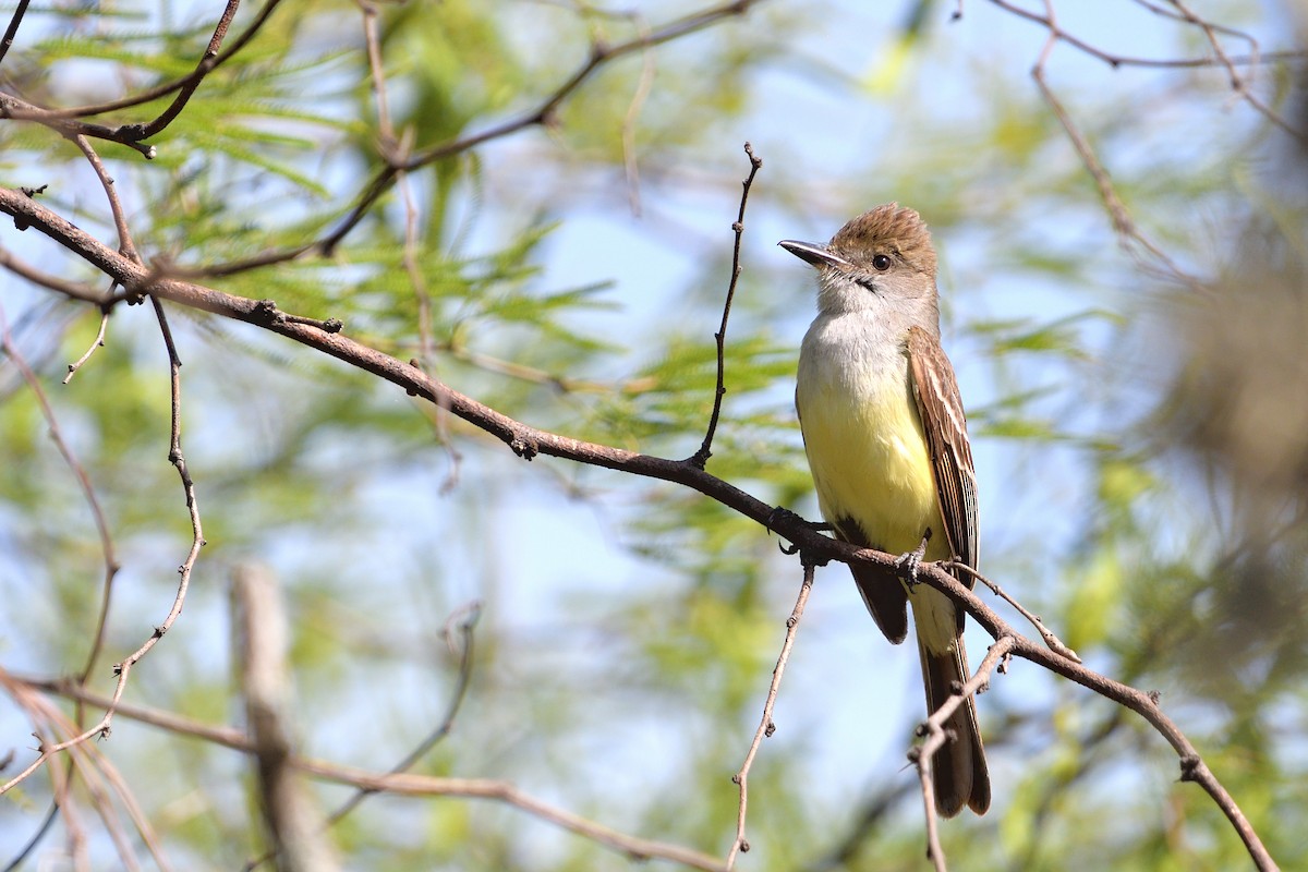 Brown-crested Flycatcher - ML645902671