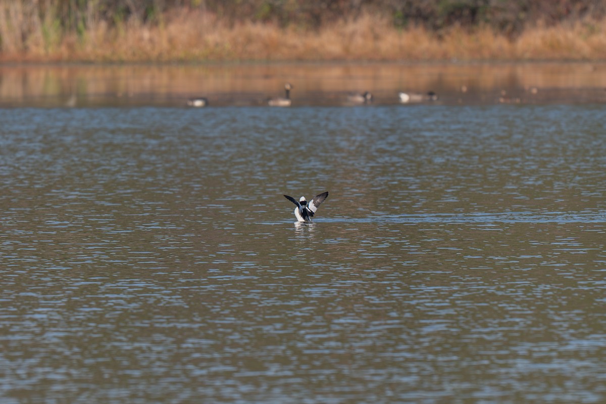 Bufflehead - ML645902672