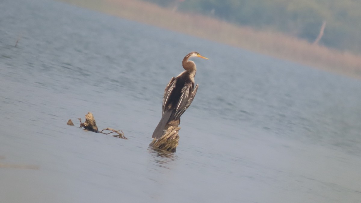 Oriental Darter - ML645902679
