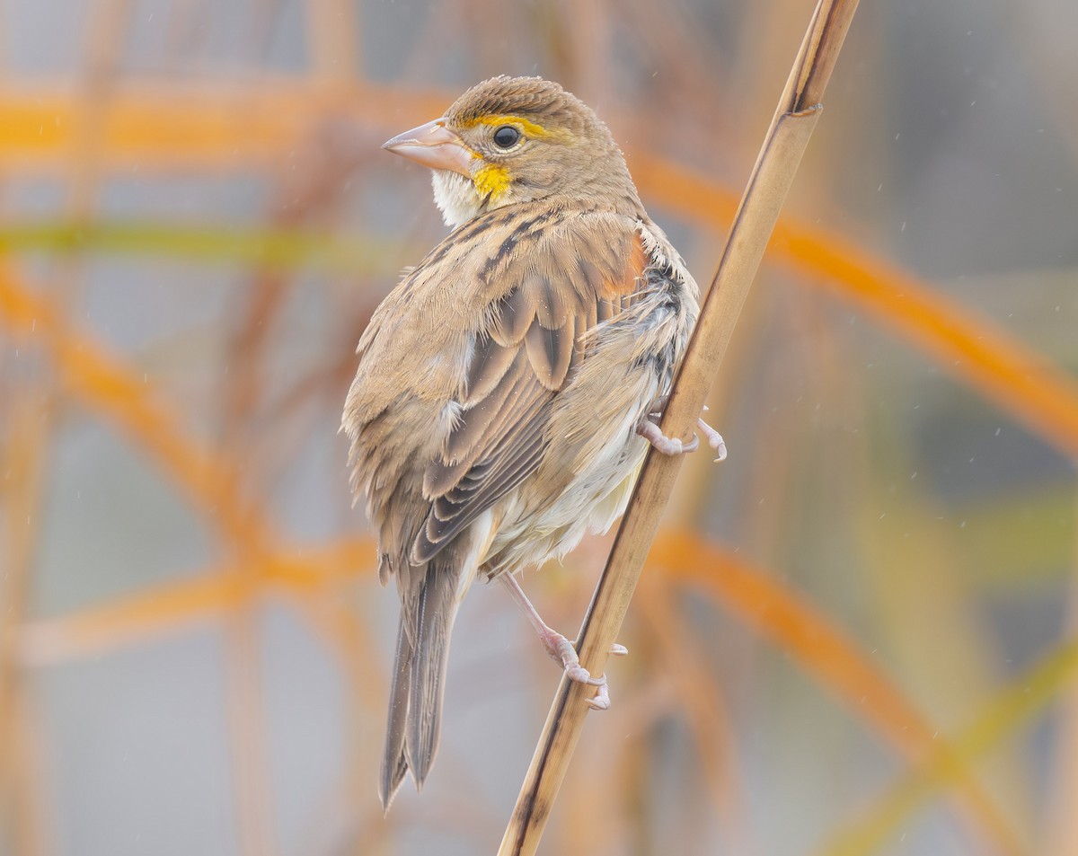 Dickcissel - ML645902683