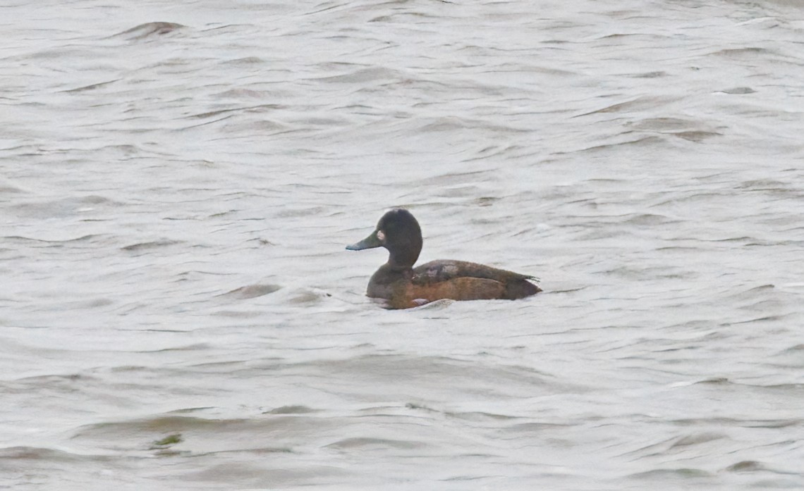 Lesser Scaup - ML645902686