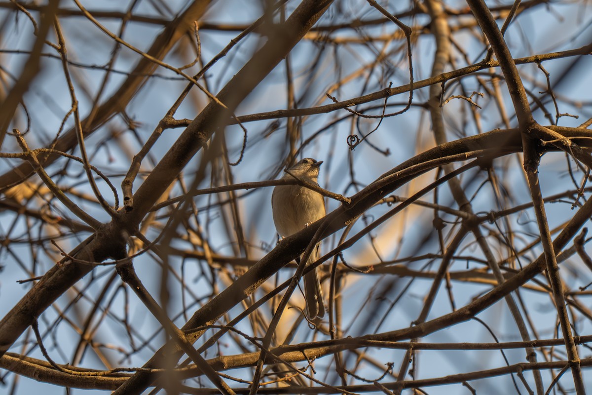 Tufted Titmouse - ML645902687