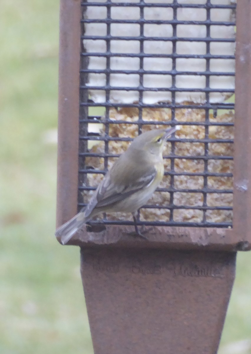 Çam Ötleğeni - ML645902689