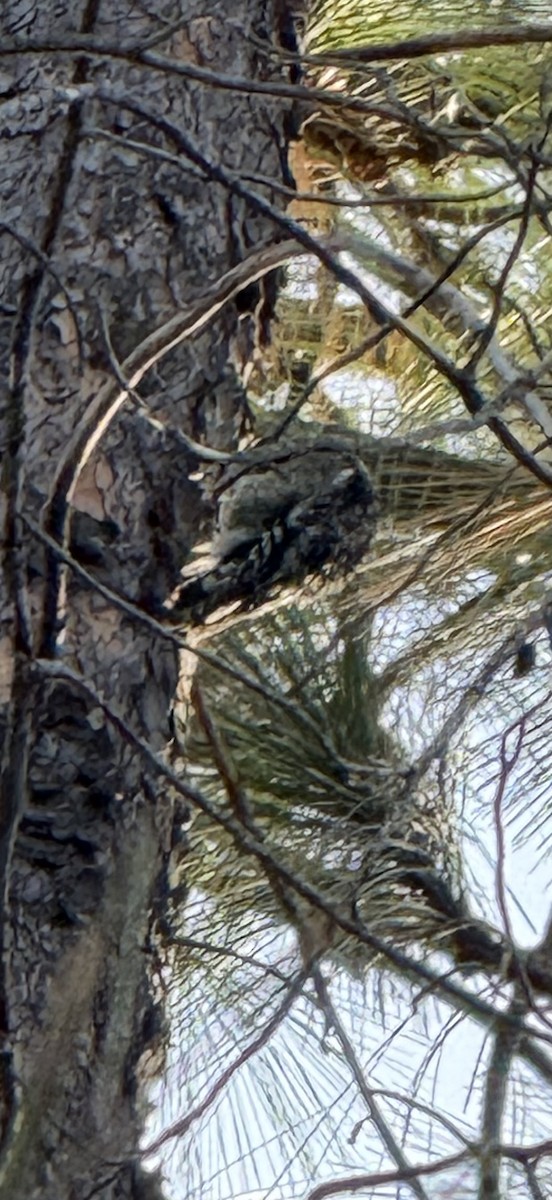 Yellow-bellied Sapsucker - ML645902693