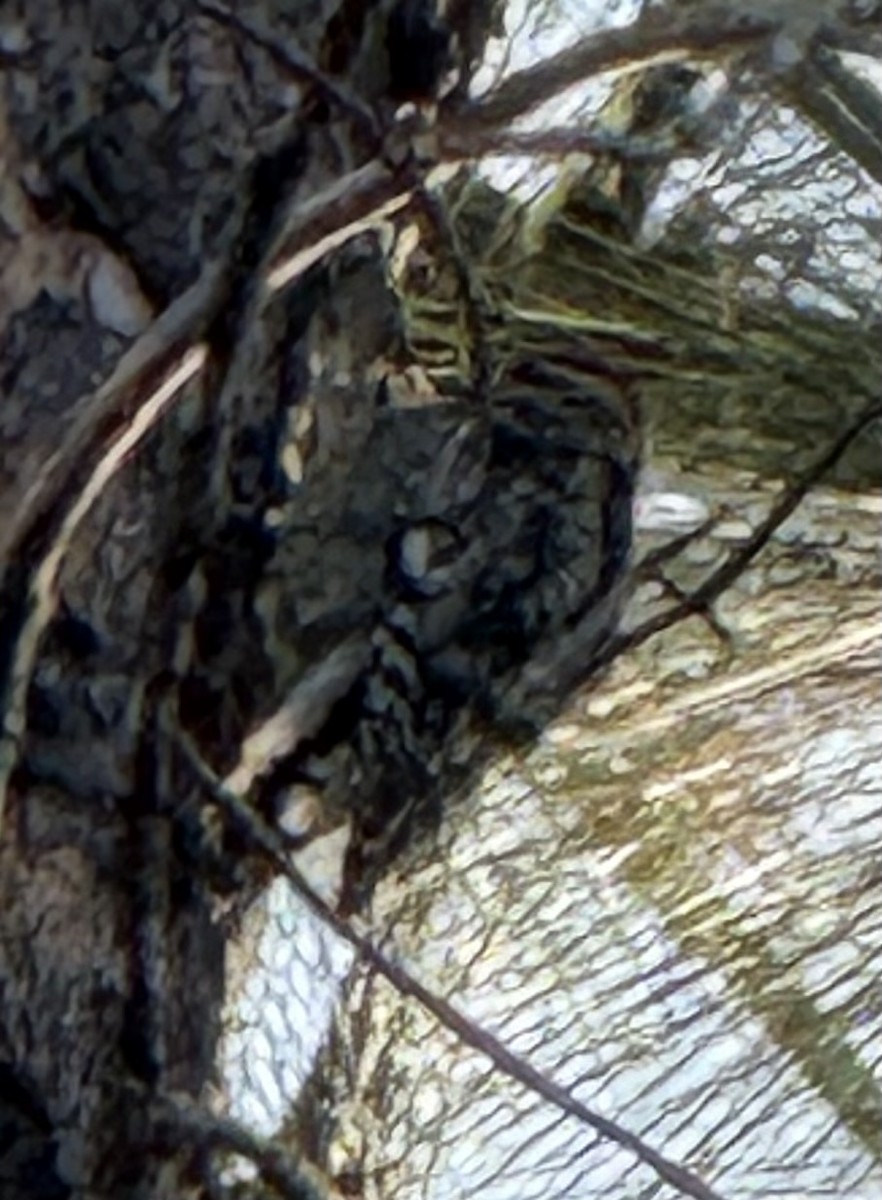 Yellow-bellied Sapsucker - ML645902694