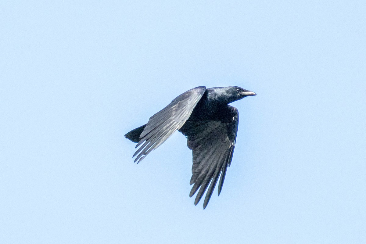 Fish Crow - ML645902697