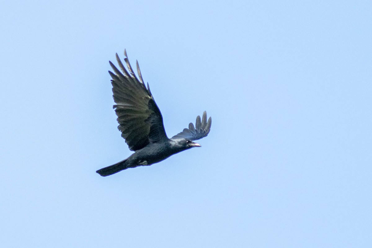 Fish Crow - ML645902698