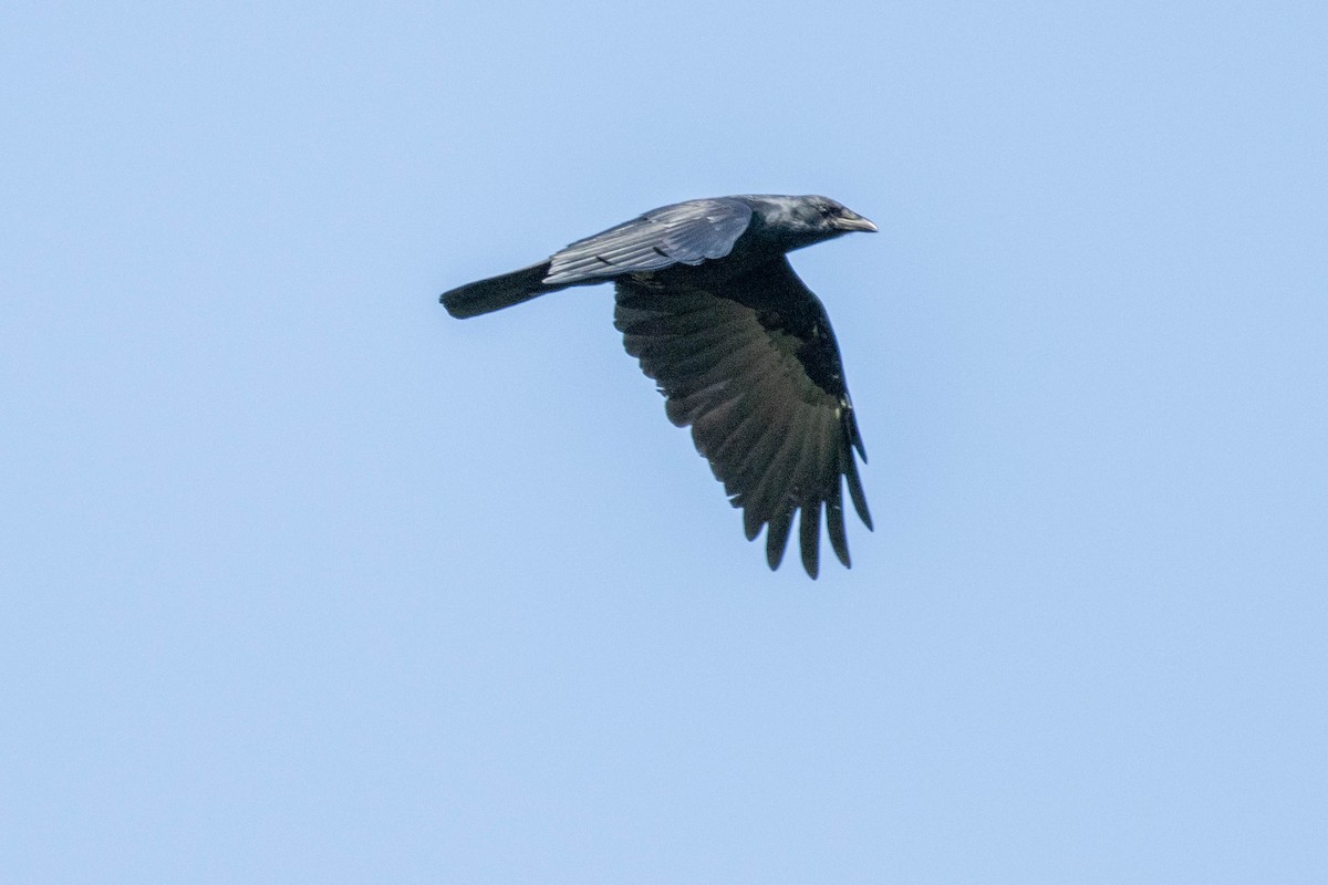 Fish Crow - ML645902700