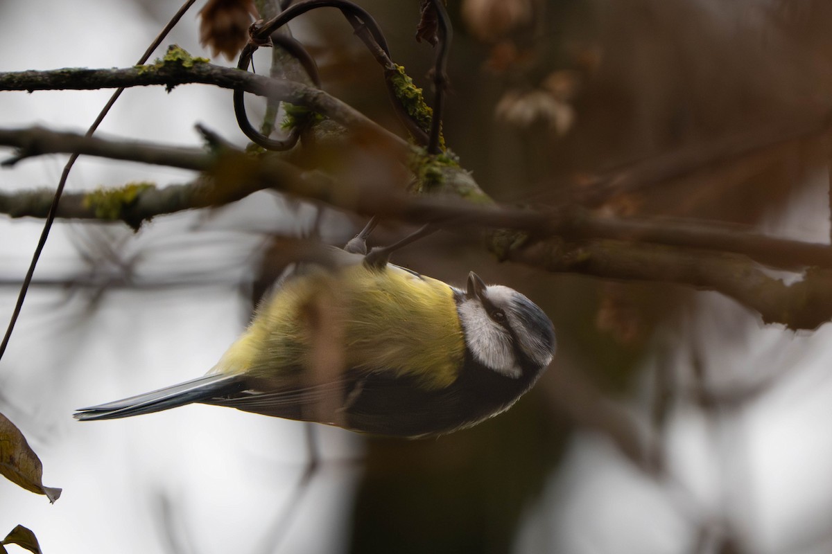 sýkora modřinka - ML645902703