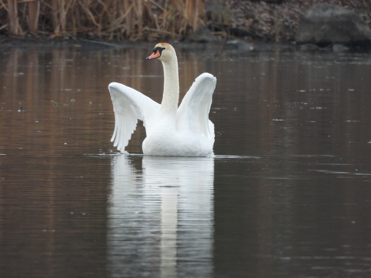 Лебідь-шипун - ML645902705