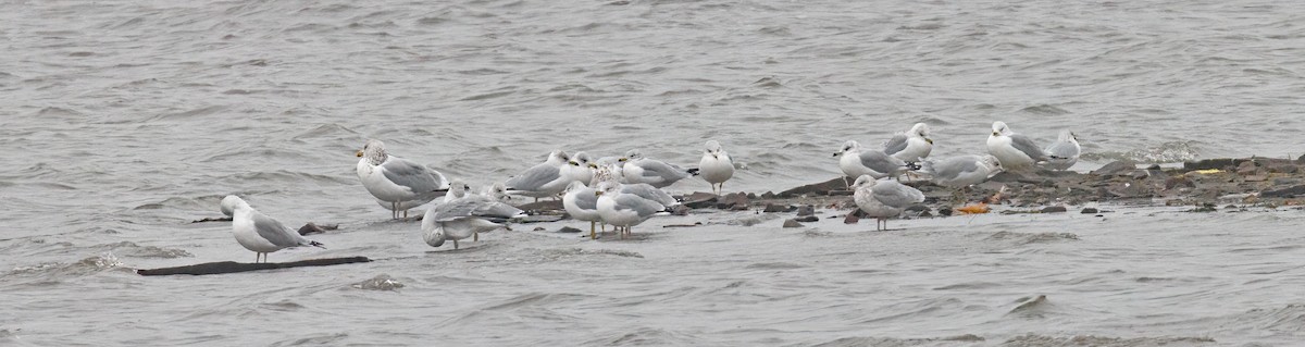 Ring-billed Gull - ML645902707