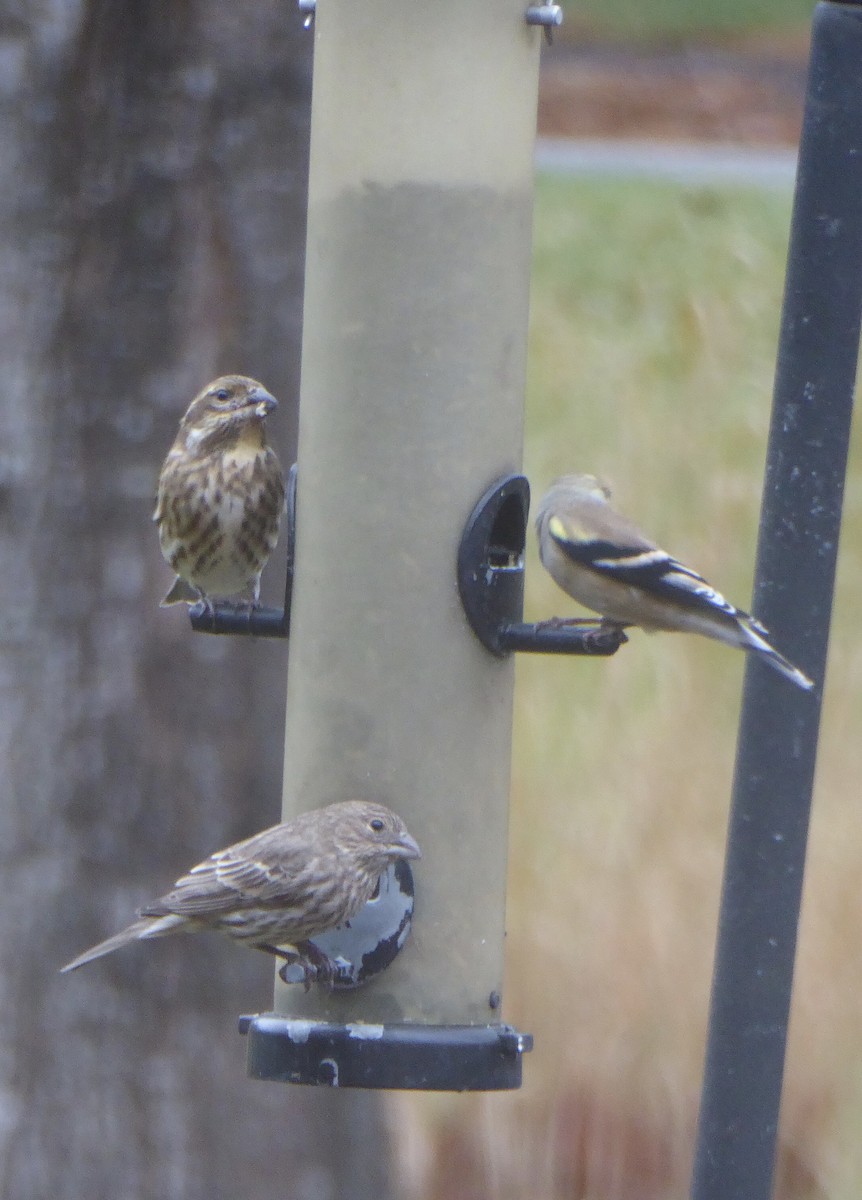 Camachuelo Purpúreo - ML645902711