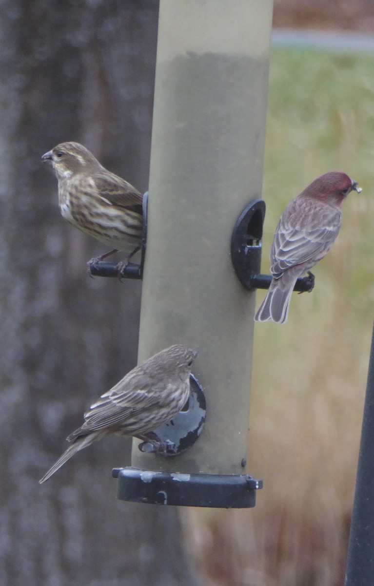 Camachuelo Purpúreo - ML645902712