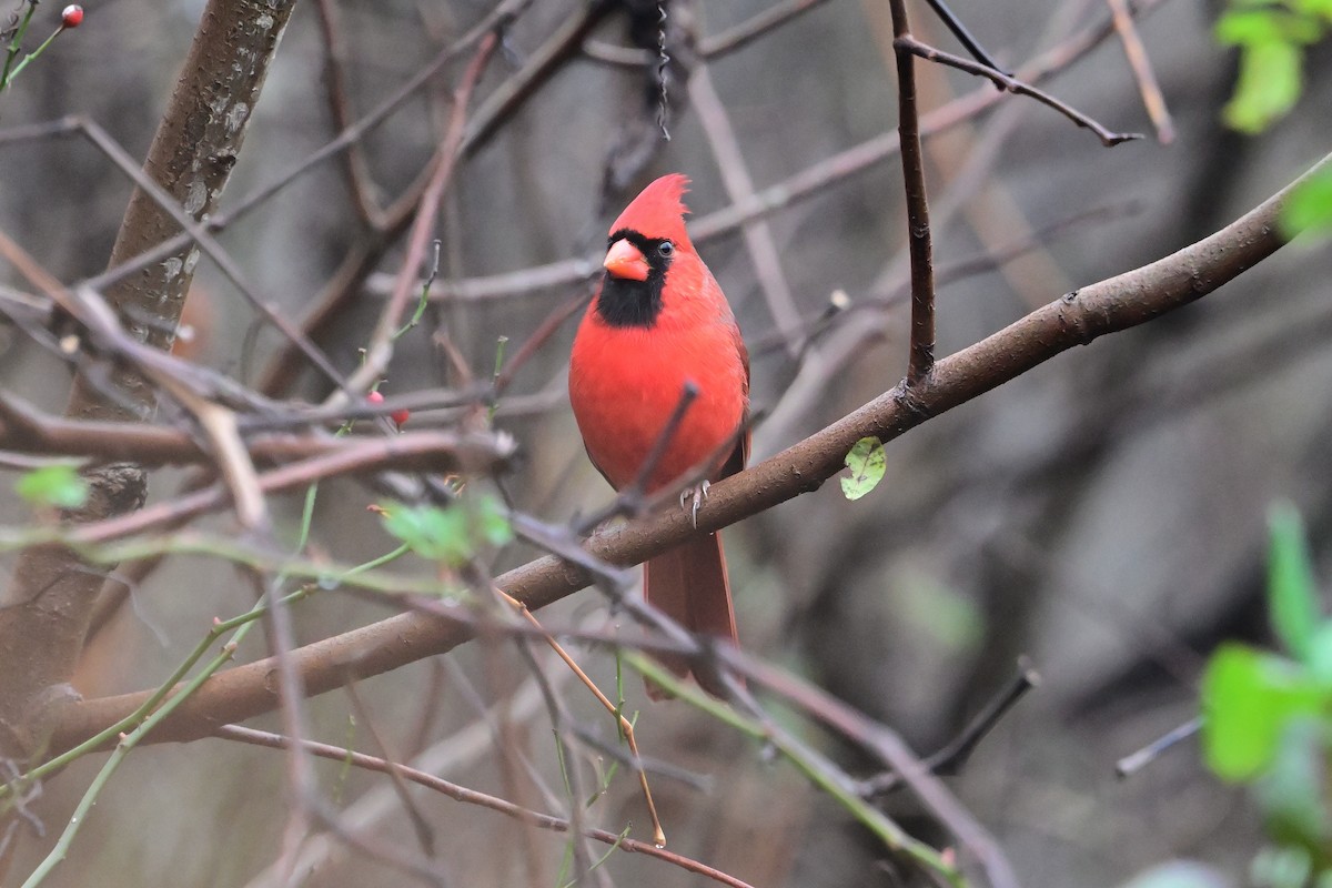 Northern Cardinal - ML645902713