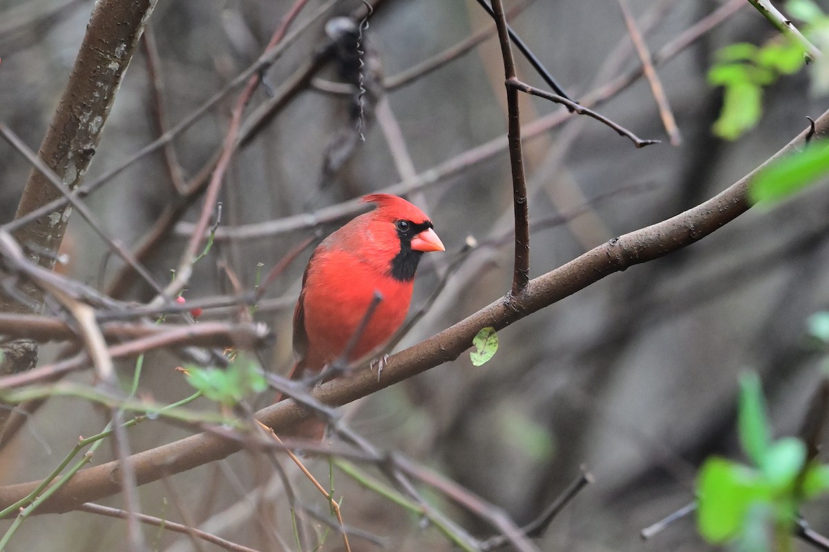 Northern Cardinal - ML645902714