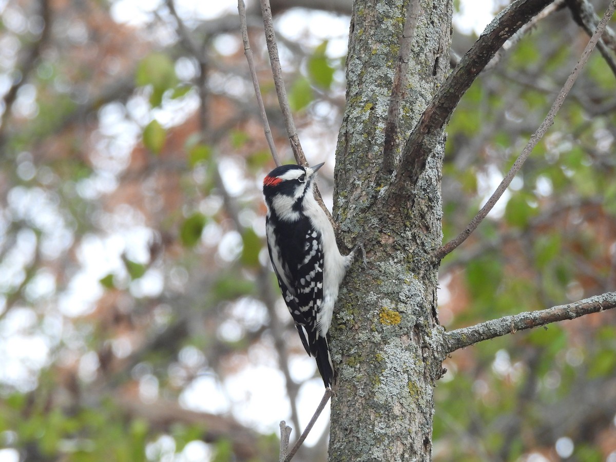 Downy Woodpecker - ML645902723