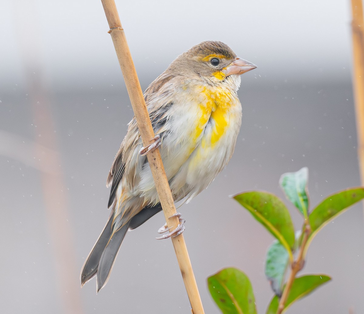 Dickcissel - ML645902724