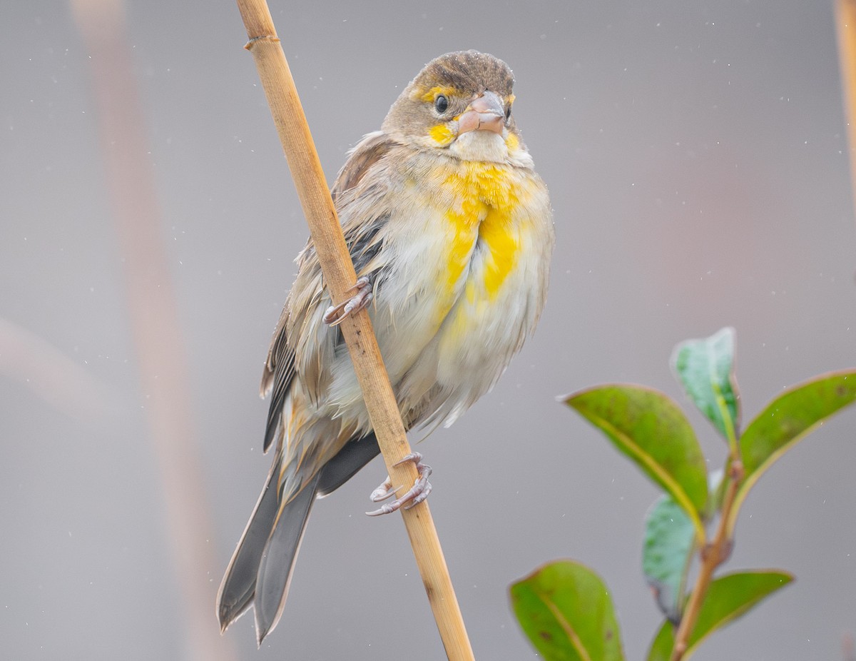Dickcissel - ML645902740