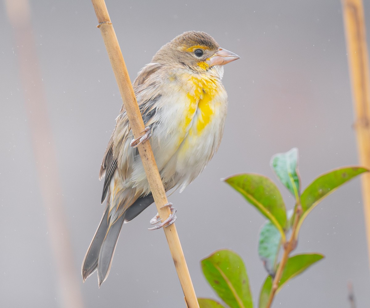 Dickcissel - ML645902741