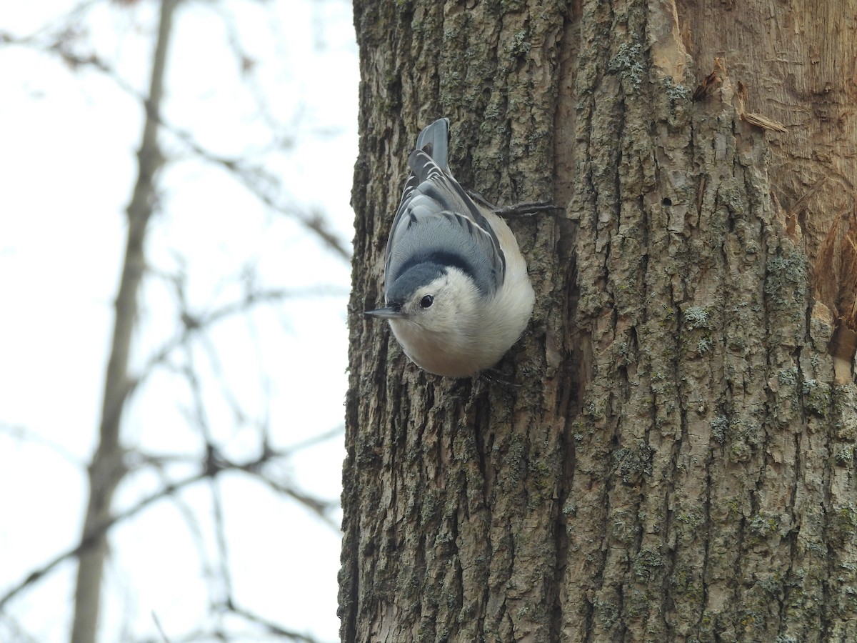 White-breasted Nuthatch - ML645902742